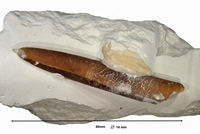 Belemnitella macronata